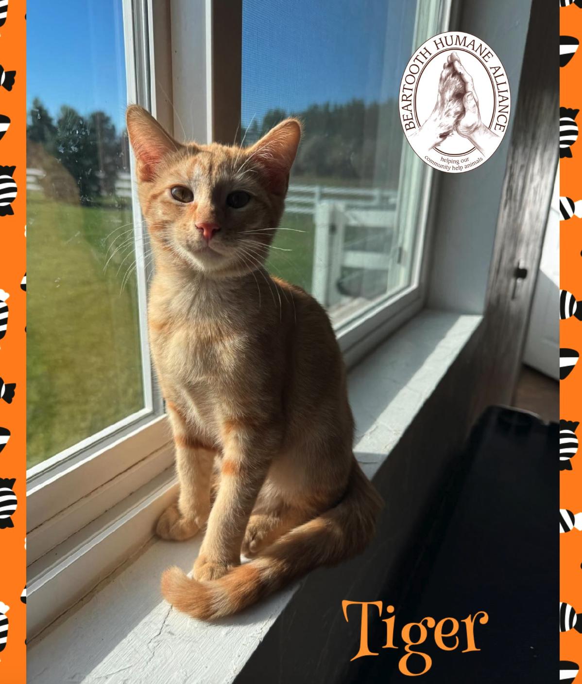 Tiger, a Adoptable mixed breed in Red Lodge, MT image 1/4
