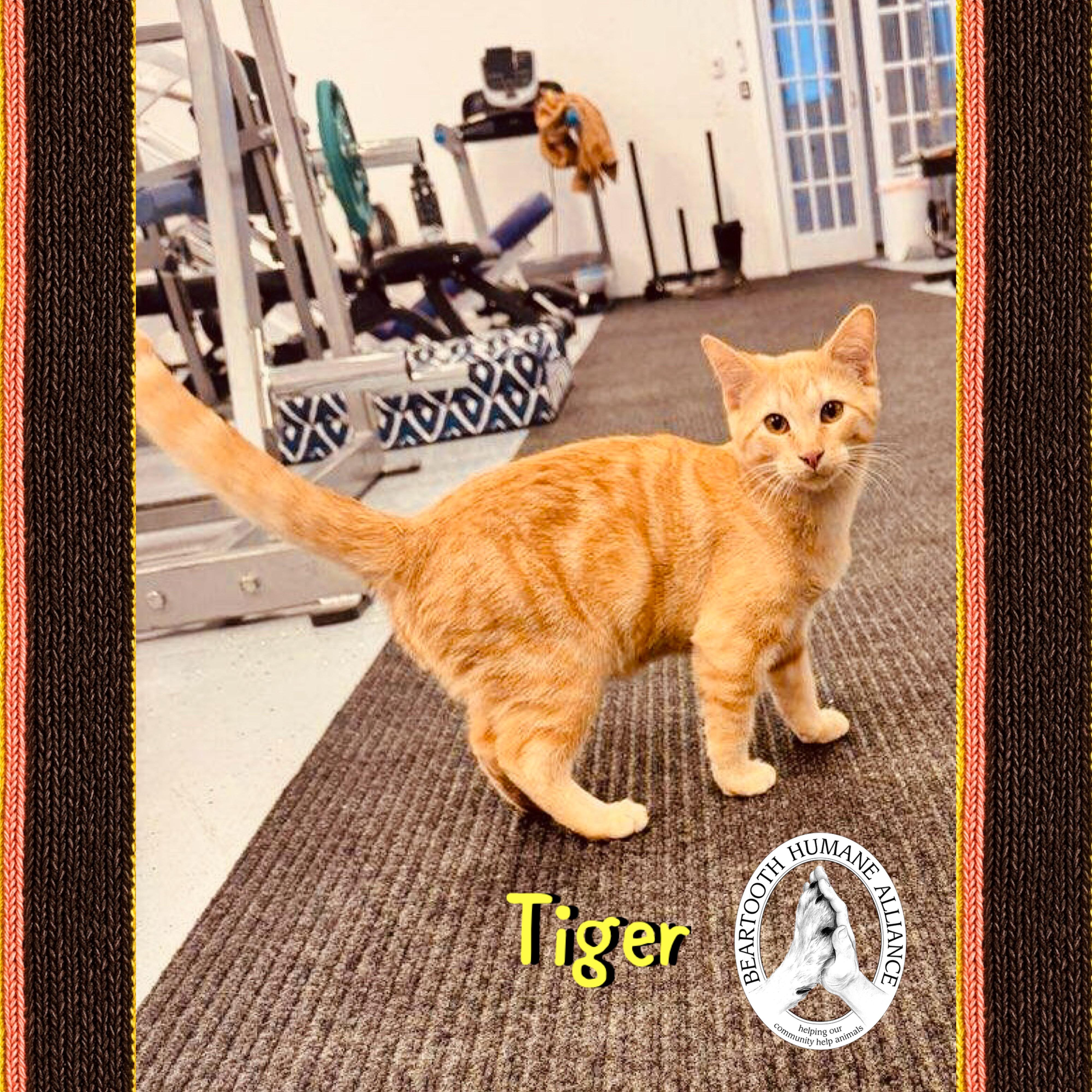 Tiger, a Adoptable mixed breed in Red Lodge, MT image 2/4