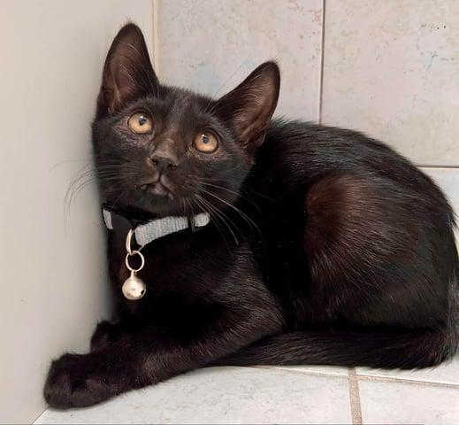 Cassiopeia, Adoptable, Young Female Domestic Short Hair.