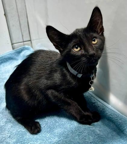 Enlarge Cassiopeia, a Adoptable Domestic Short Hair in Huntington, NY image 2/3