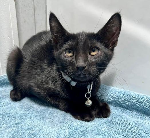 Enlarge Cassiopeia, a Adoptable Domestic Short Hair in Huntington, NY image 3/3