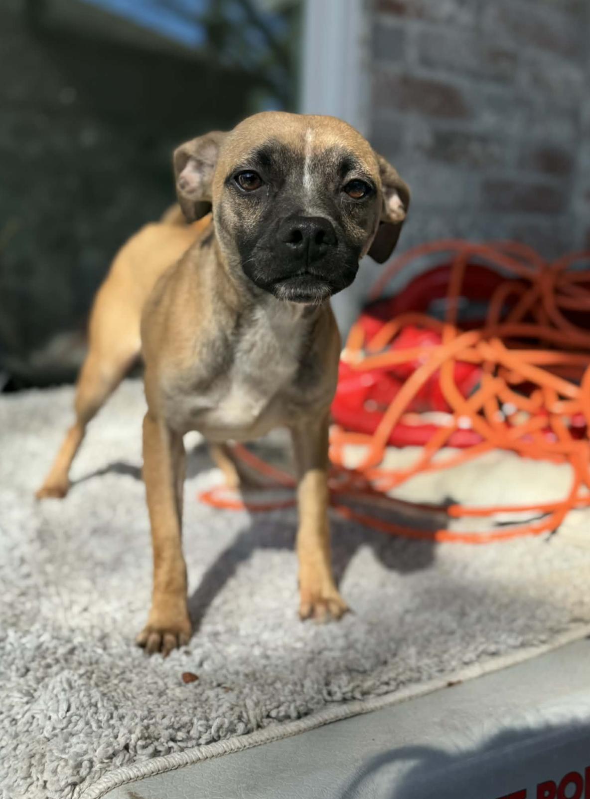 Monkey — thumbnail 4