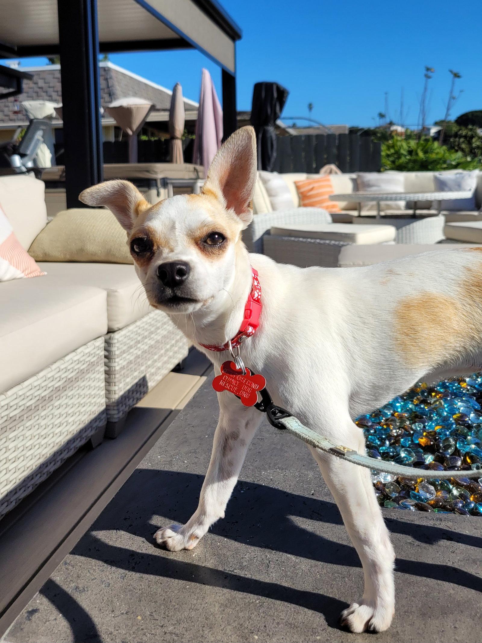 Maisy, Adopted, Puppy Female Chihuahua.