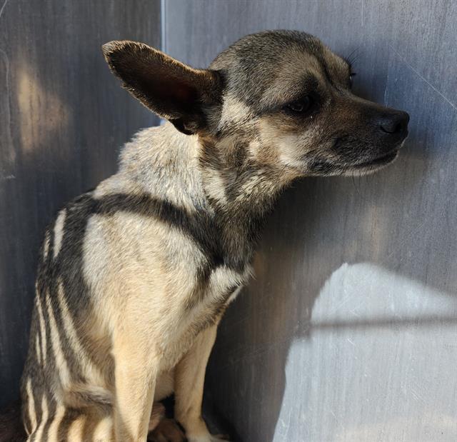 CHAPPIE, Adoptable, Adult Male Chihuahua.