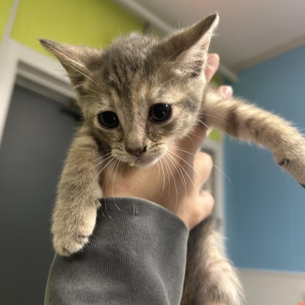 Enlarge Rumi, a Adoptable Domestic Short Hair in Morganton, NC image 1/1