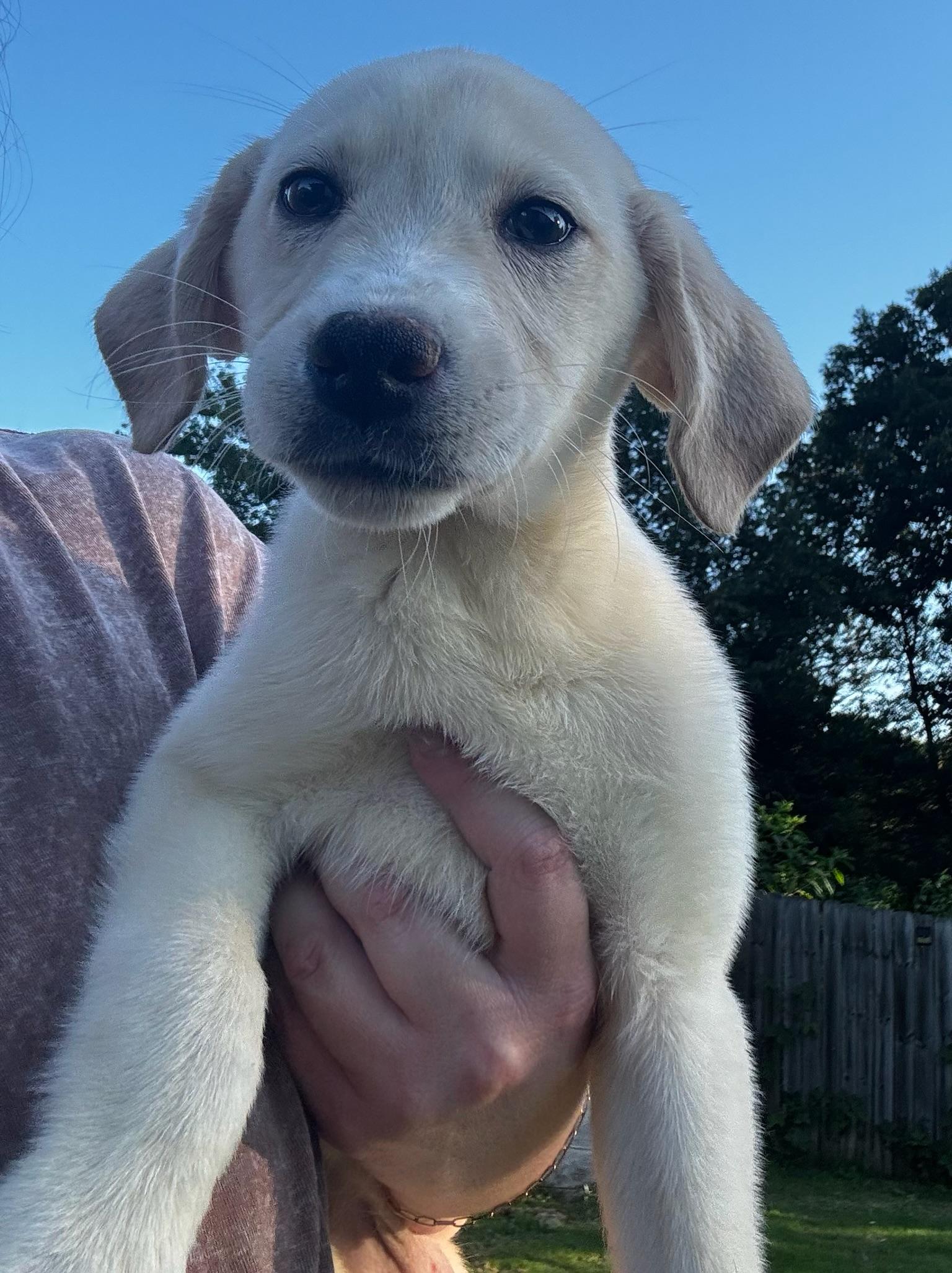 Francis, an adopted mixed breed in Calera, AL image 2/6