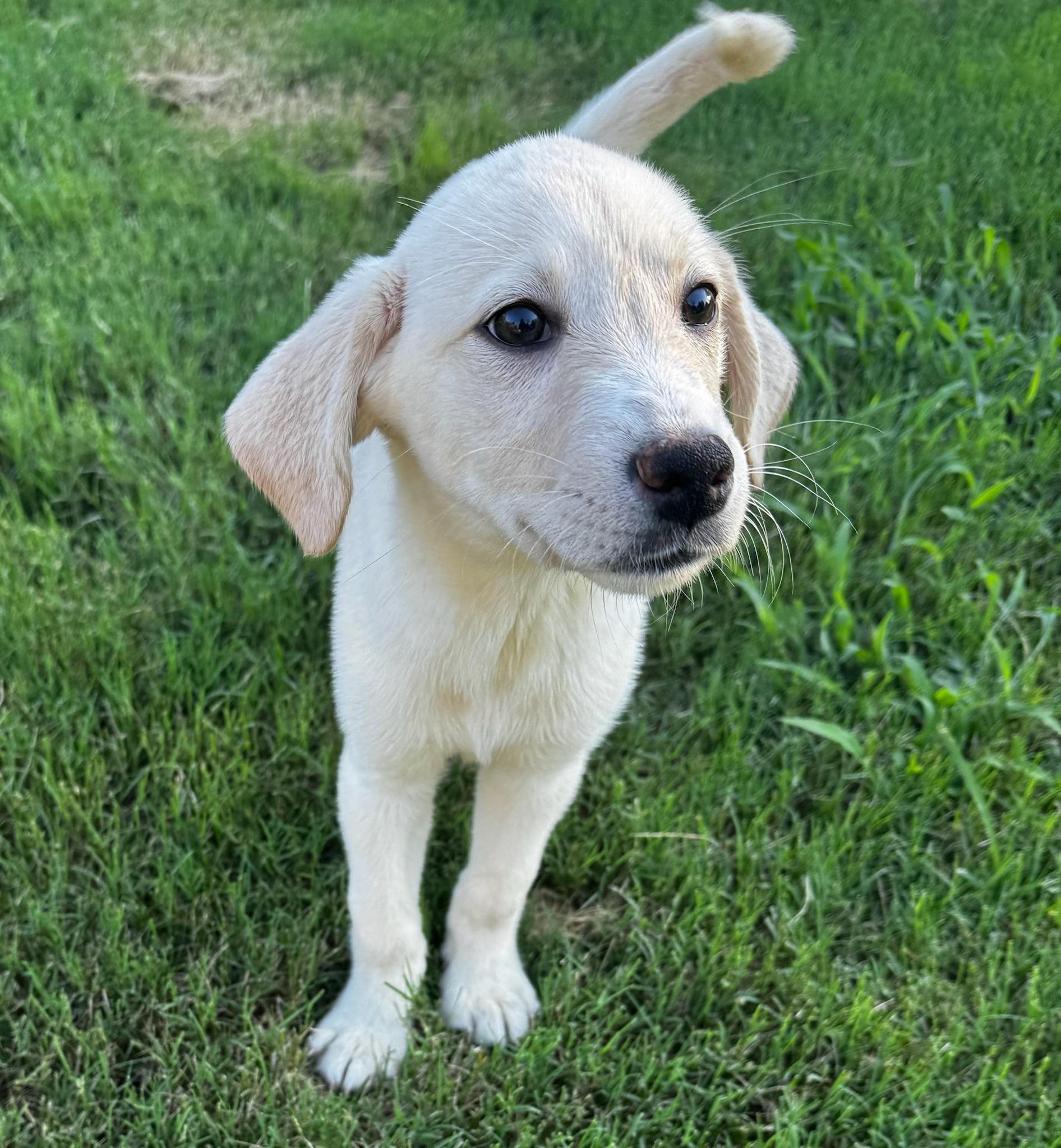 Francis, an adopted mixed breed in Calera, AL image 6/6