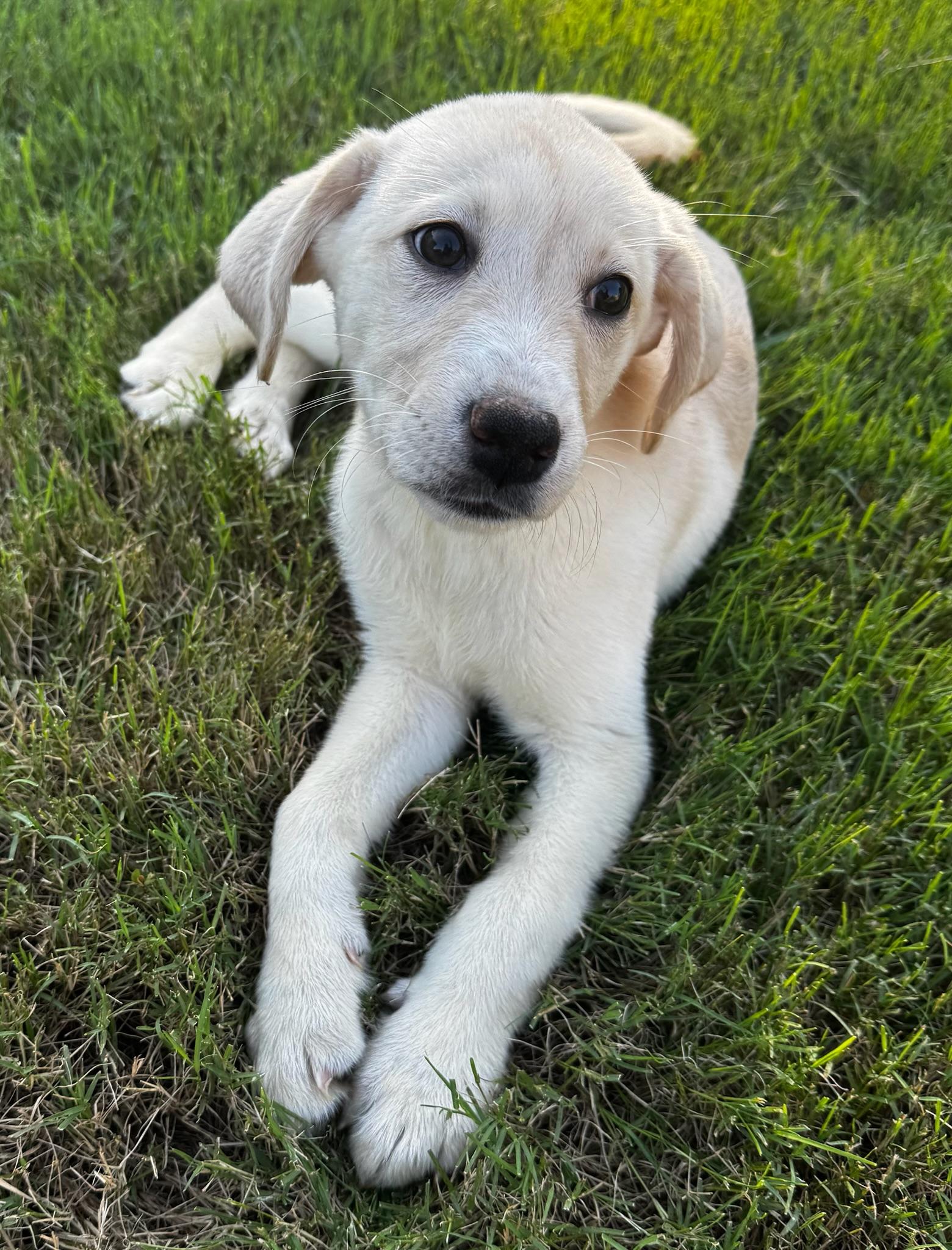 Francis, an adopted mixed breed in Calera, AL image 3/6