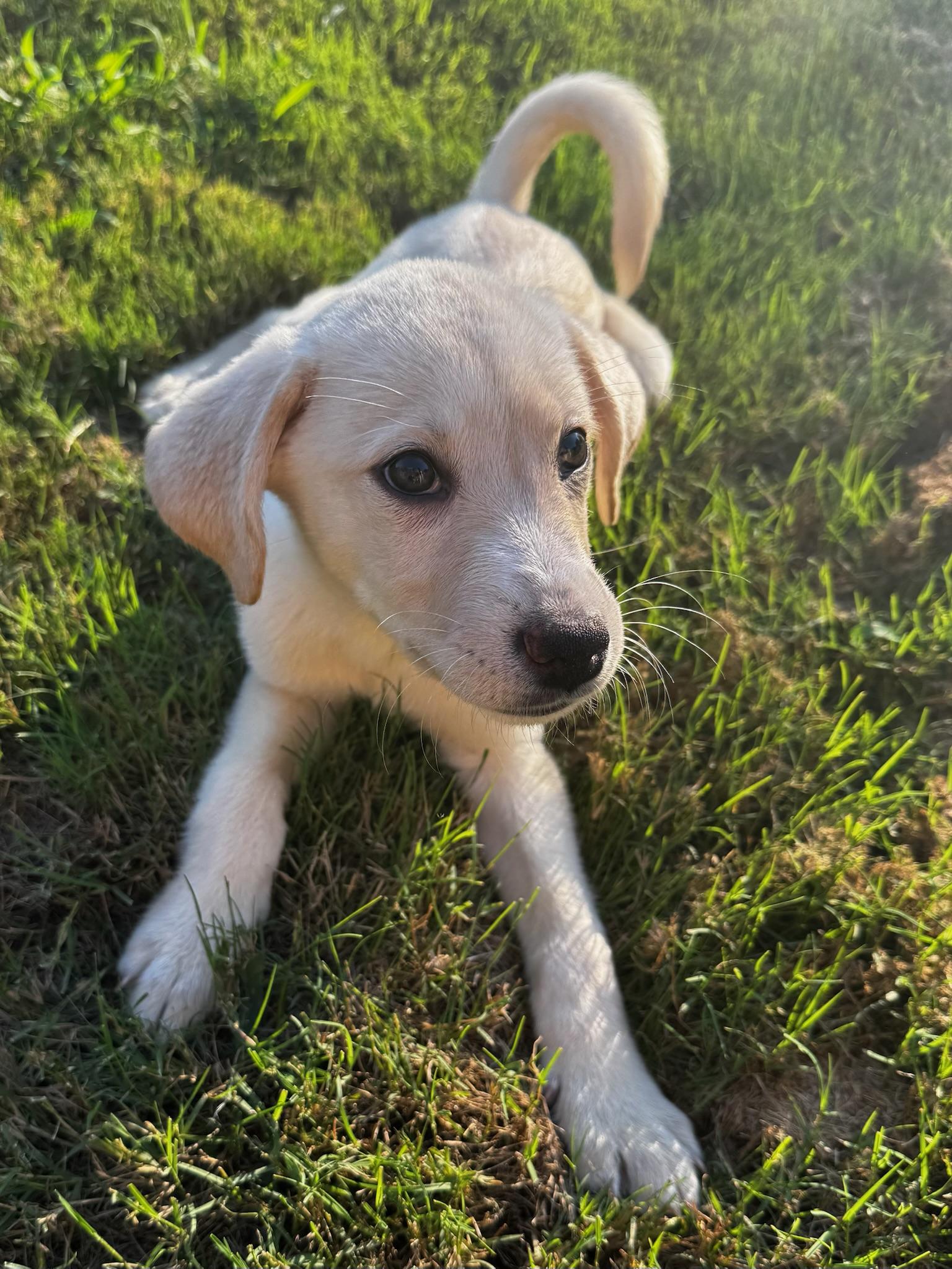 Francis, an adopted mixed breed in Calera, AL image 5/6