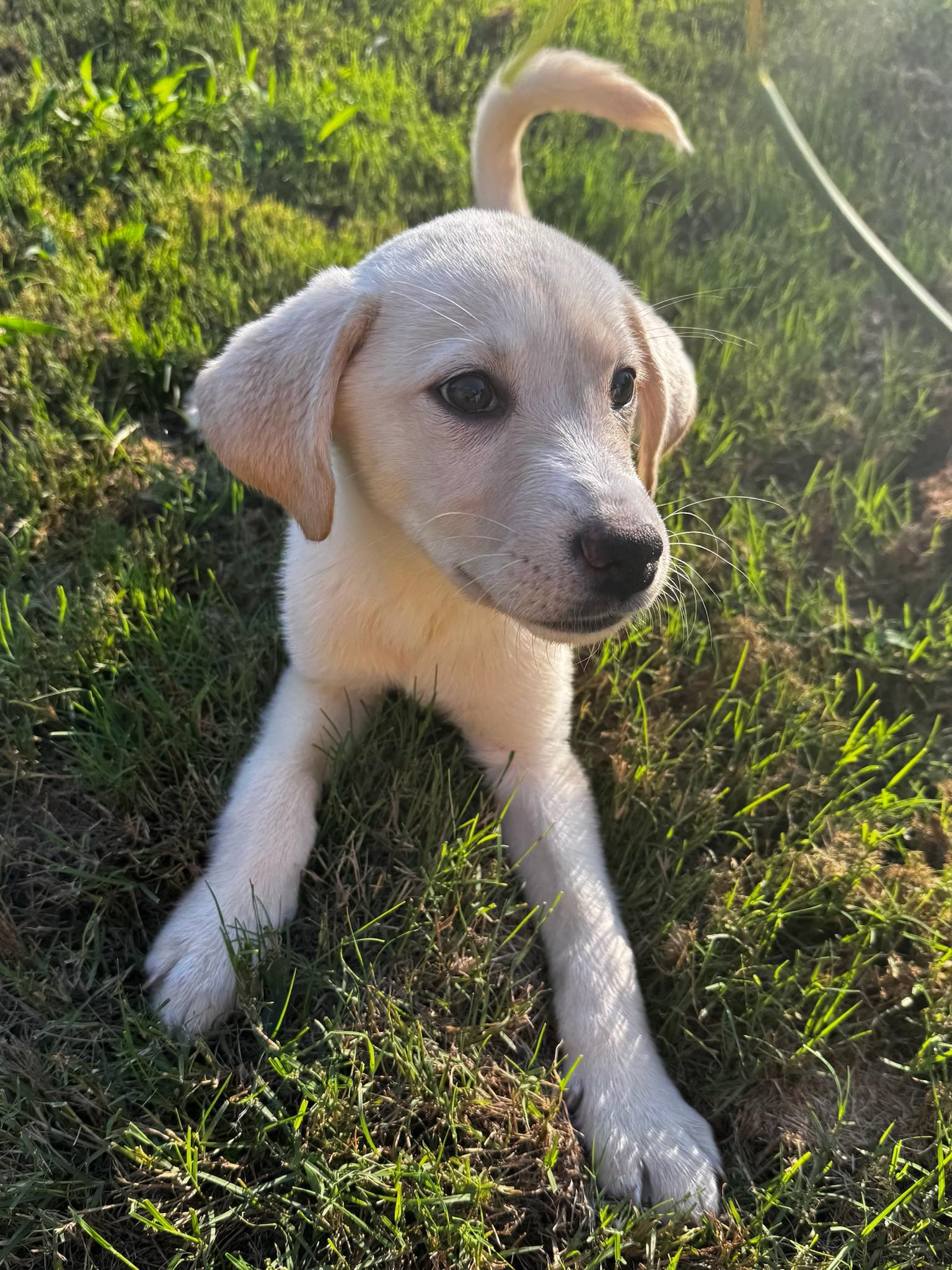 Francis, adopted, Puppy Female German Shorthaired Pointer & Australian Shepherd.