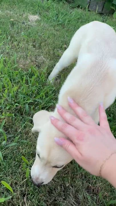 Enlarge Francis, an adopted mixed breed in Calera, AL video 4/6