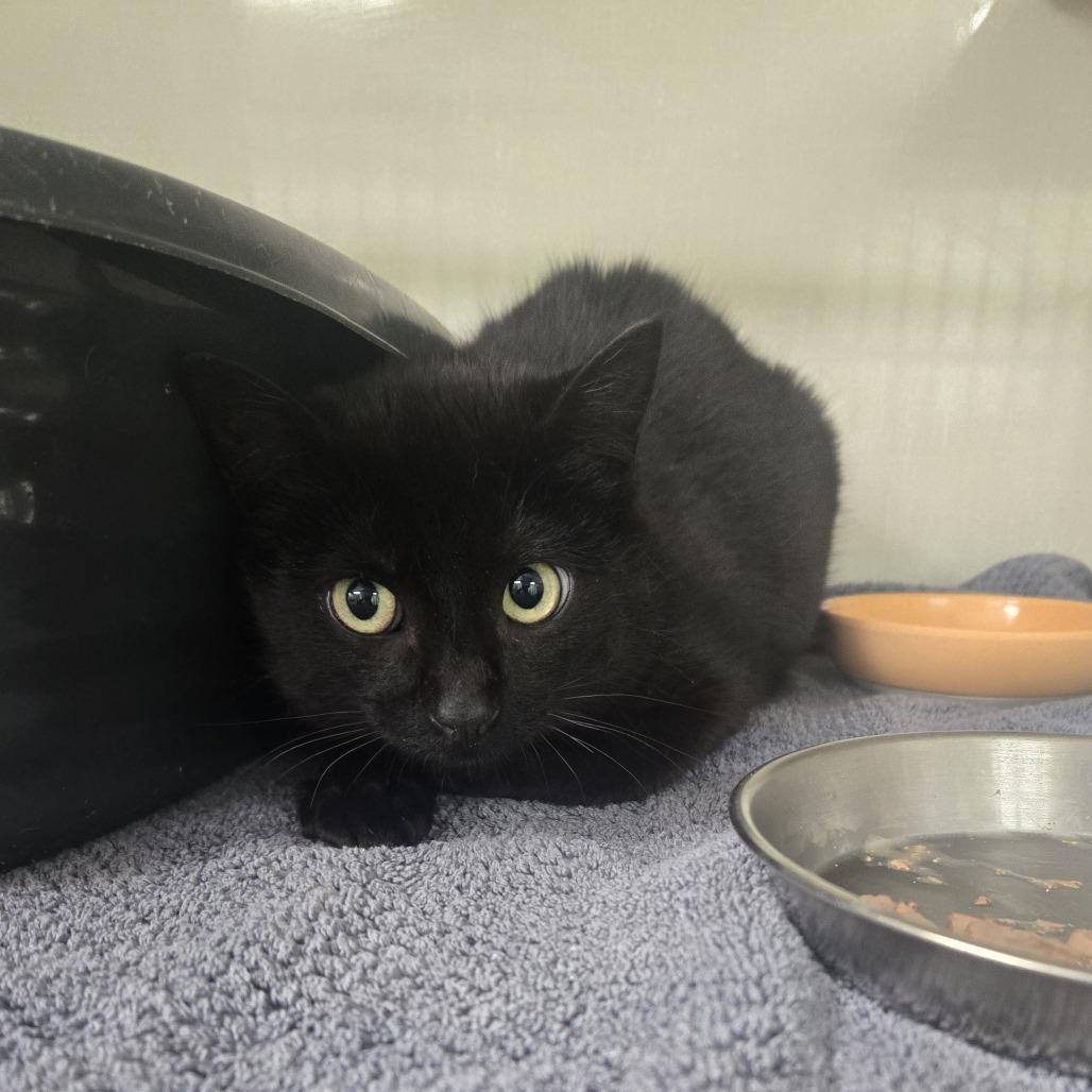 Enlarge Dewdrop26-103, a Adoptable Domestic Short Hair in Tawas City, MI image 1/1