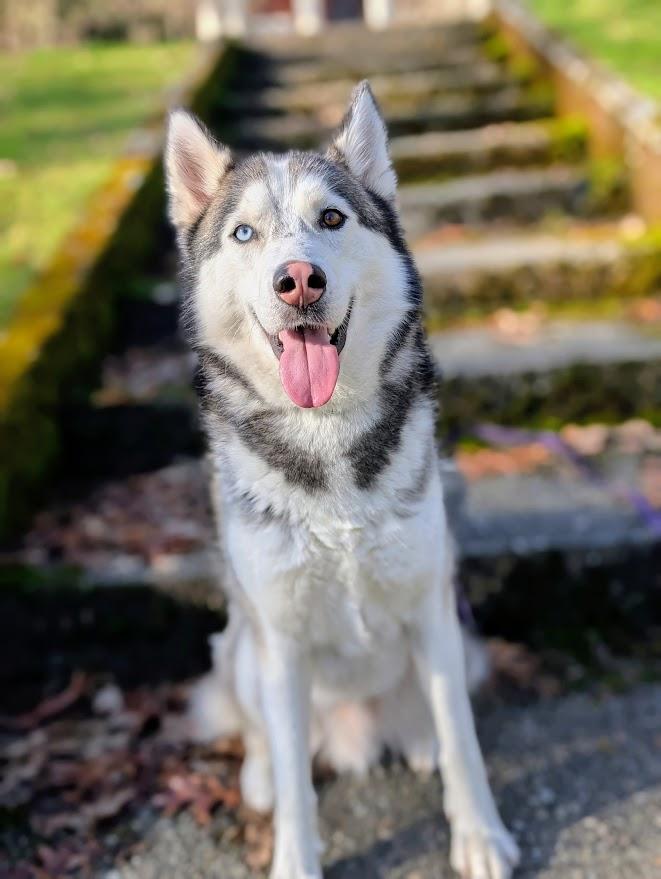 Thor, Adoptable, Young Male Husky.