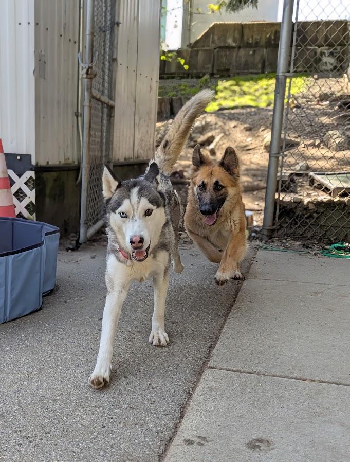 Thor, an adoptable Husky in Coquitlam, BC, V3C 3T5 | Photo Image 4