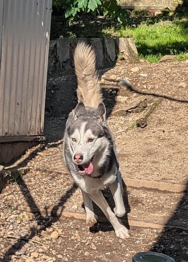 Thor, a Adoptable Husky in Coquitlam, BC image 4/5