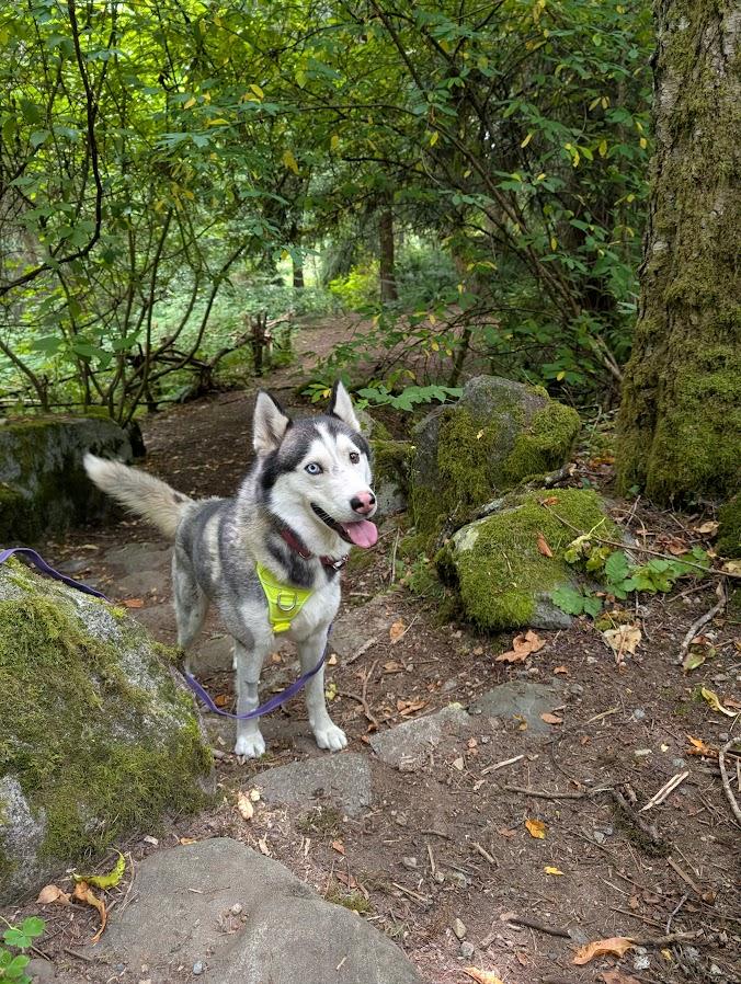 Thor, an adoptable Husky in Coquitlam, BC, V3C 3T5 | Photo Image 2