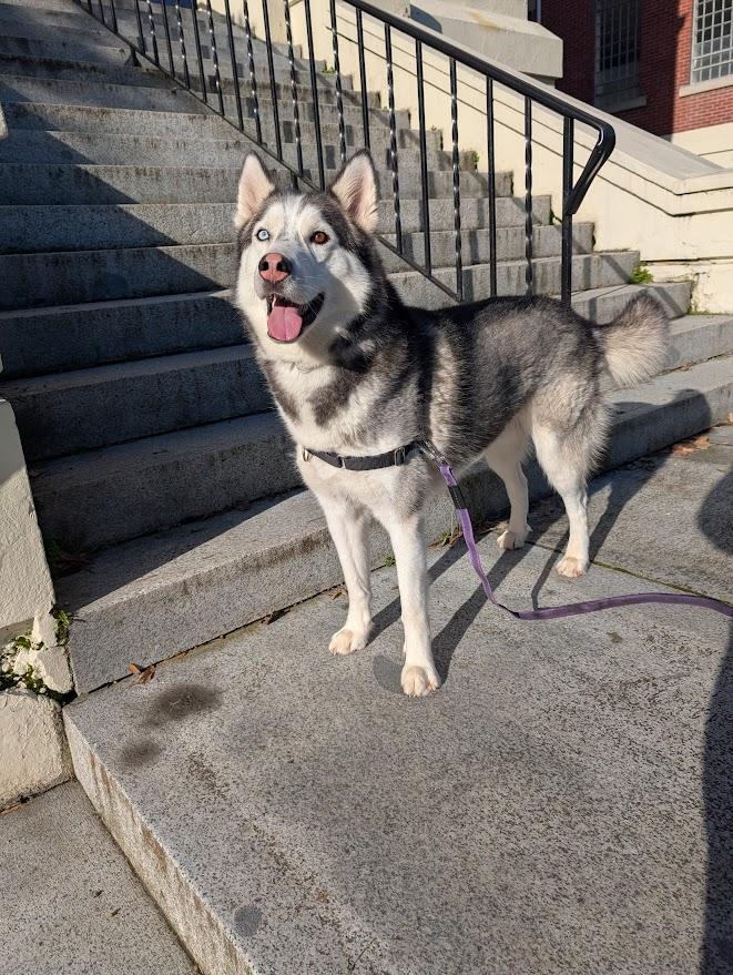 Enlarge Thor, a Adoptable Husky in Coquitlam, BC image 4/4