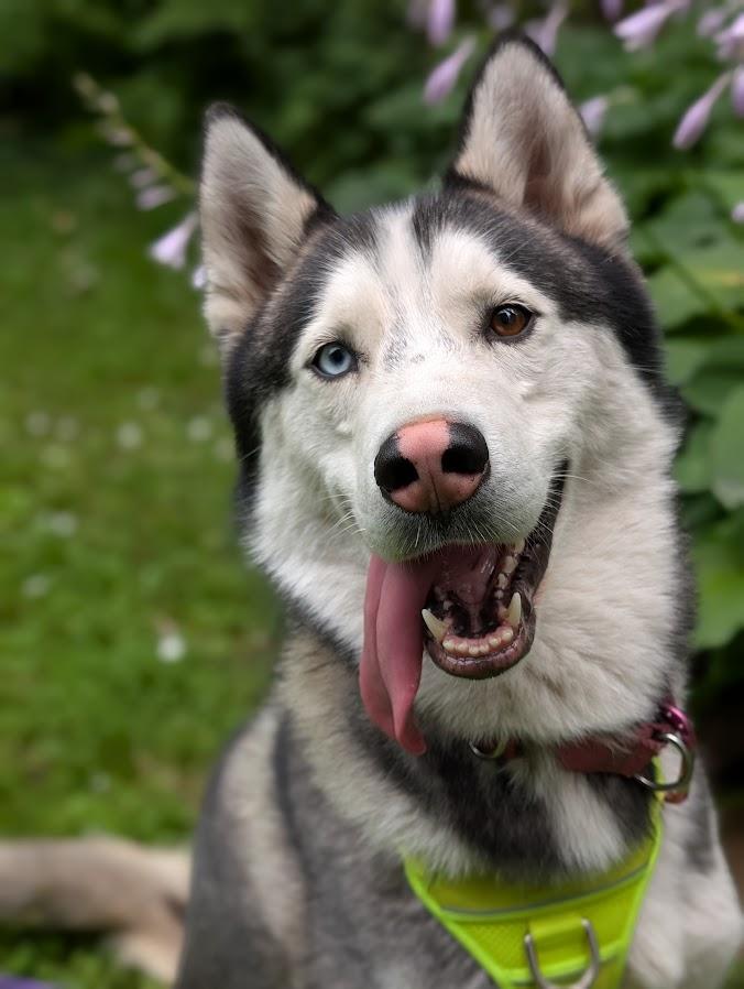 Thor, an adoptable Husky in Coquitlam, BC, V3C 3T5 | Photo Image 1
