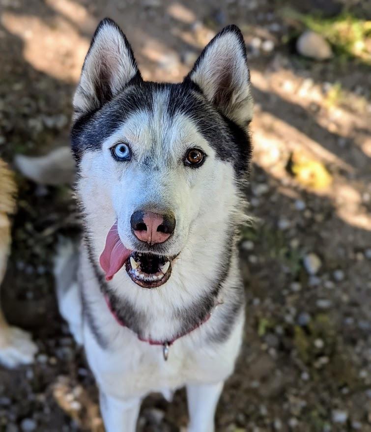 Thor, a Adoptable Husky in Coquitlam, BC image 1/5