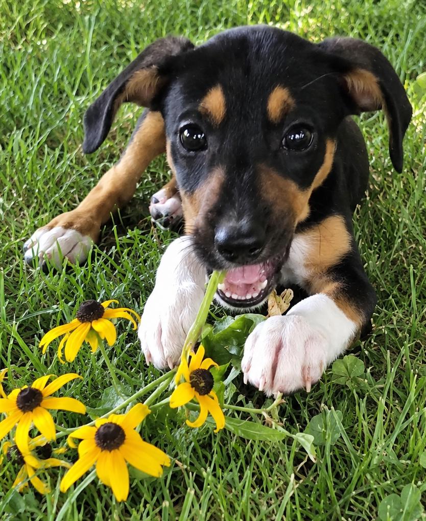 Jelly Bean, Adoptable, Puppy Female Terrier & Beagle.