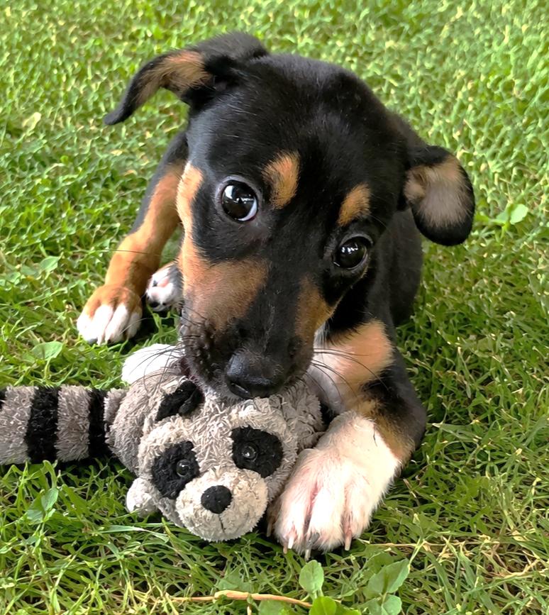 Enlarge Jelly Bean, a Adoptable mixed breed in Lake Geneva, WI image 4/4
