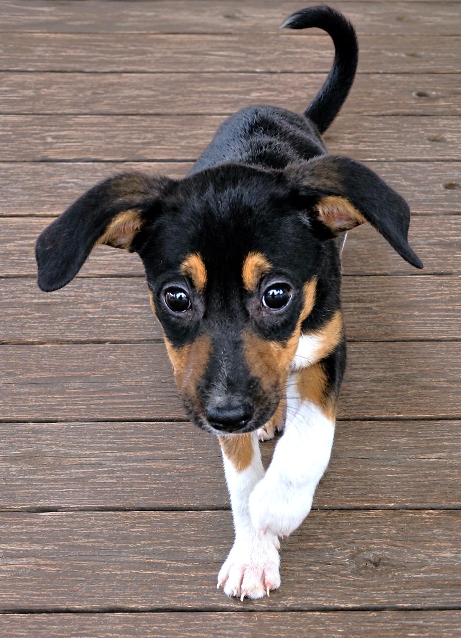 Enlarge Jelly Bean, a Adoptable mixed breed in Lake Geneva, WI image 2/4