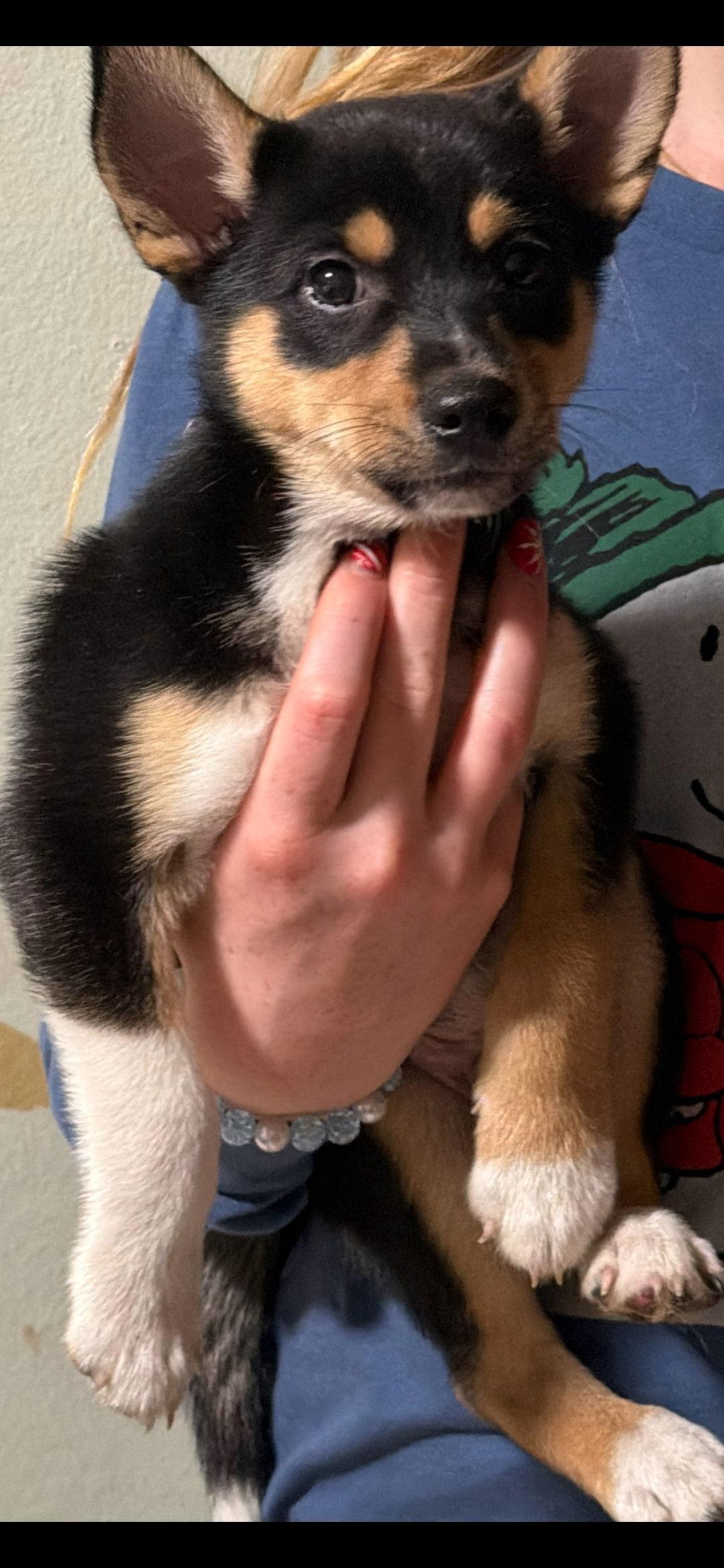 Christmas gang, Adoptable, Puppy Male Husky & Rat Terrier.