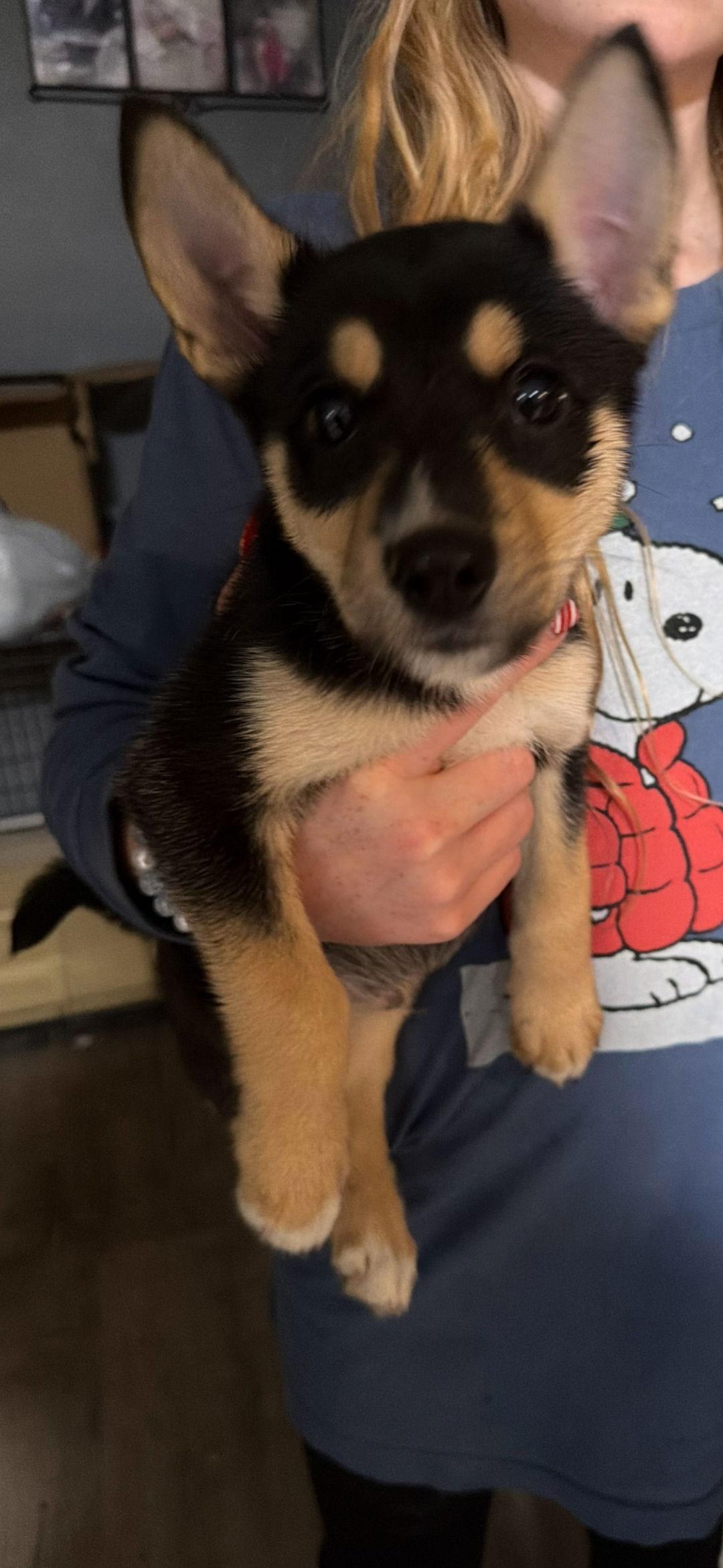 Enlarge Christmas gang, a Adoptable mixed breed in Brooksville, FL image 2/3