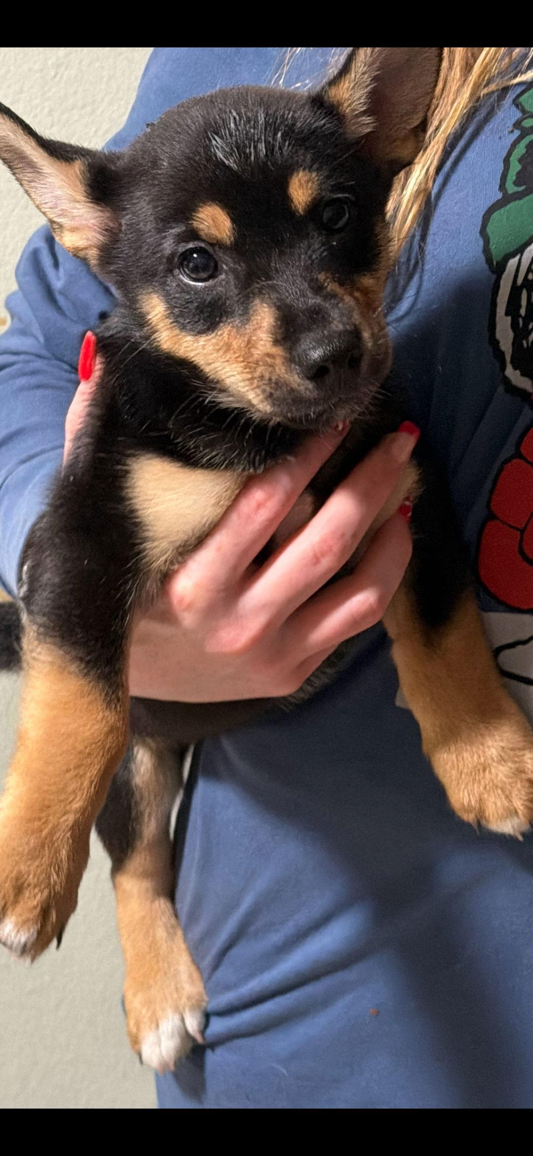 Enlarge Christmas gang, a Adoptable mixed breed in Brooksville, FL image 3/3