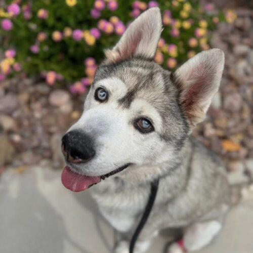 Blu, a Adoptable Husky in Henderson, NV image 2/4