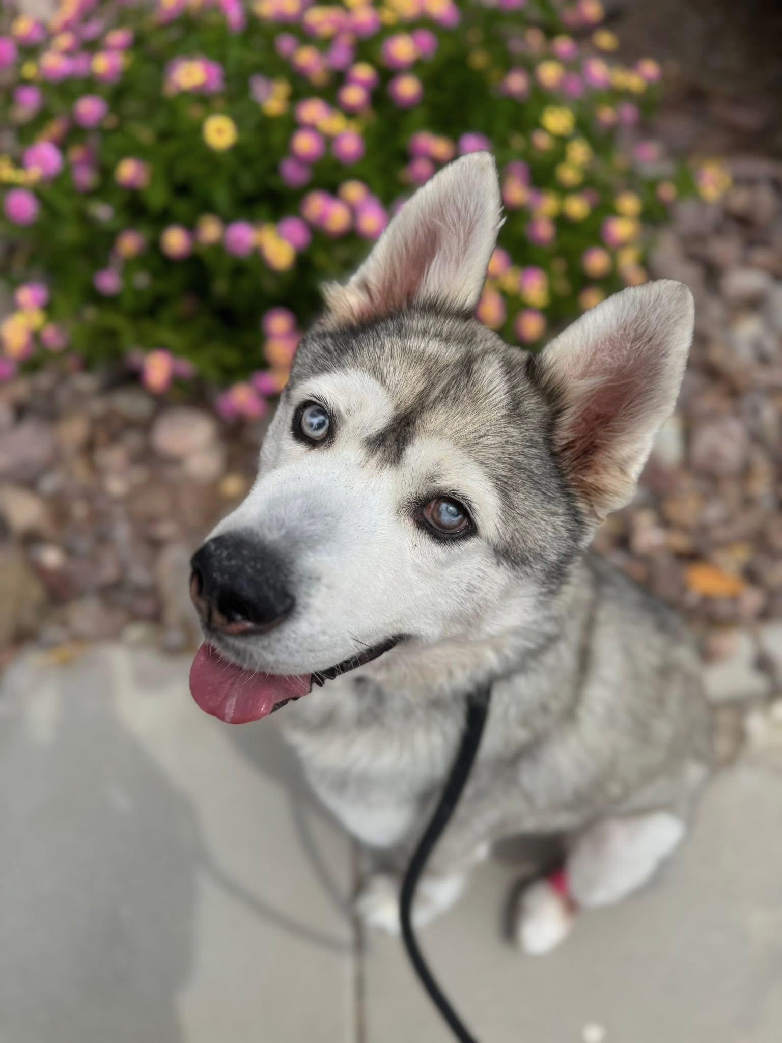 Blu, a Adoptable Husky in Henderson, NV image 3/4