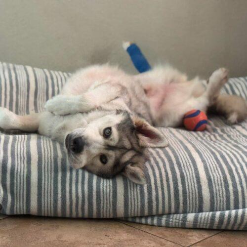 Blu, a Adoptable Husky in Henderson, NV image 4/4