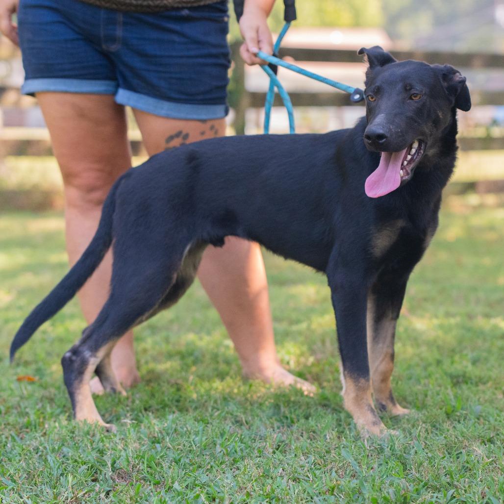 Enlarge Rey (Formerly Rory), a Adoptable Mixed Breed in Bartlett, TN image 1/6