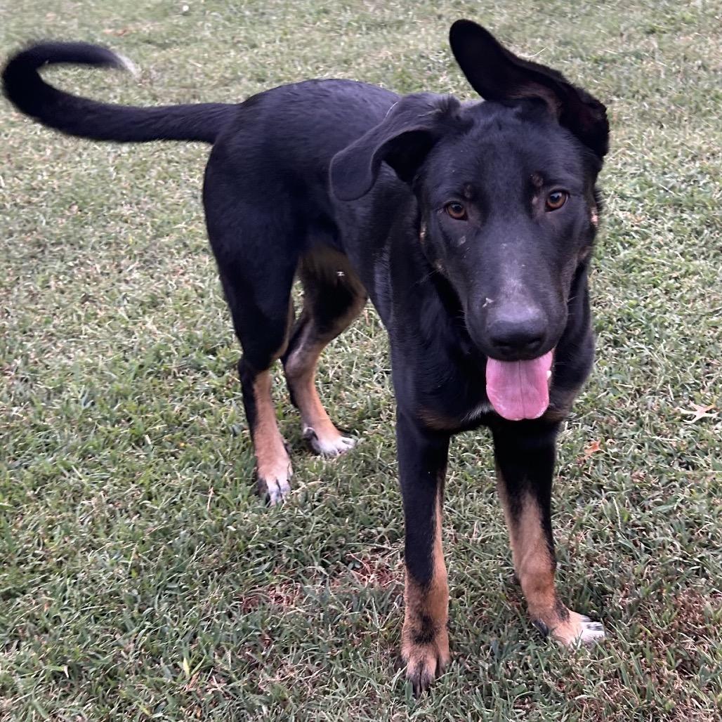 Rey (Formerly Rory), Adoptable, Young Male Mixed Breed.