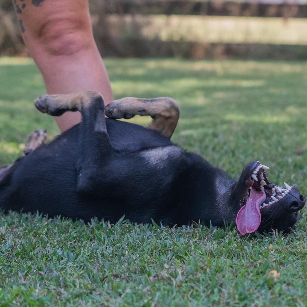 Enlarge Rey (Formerly Rory), a Adoptable Mixed Breed in Bartlett, TN image 2/6