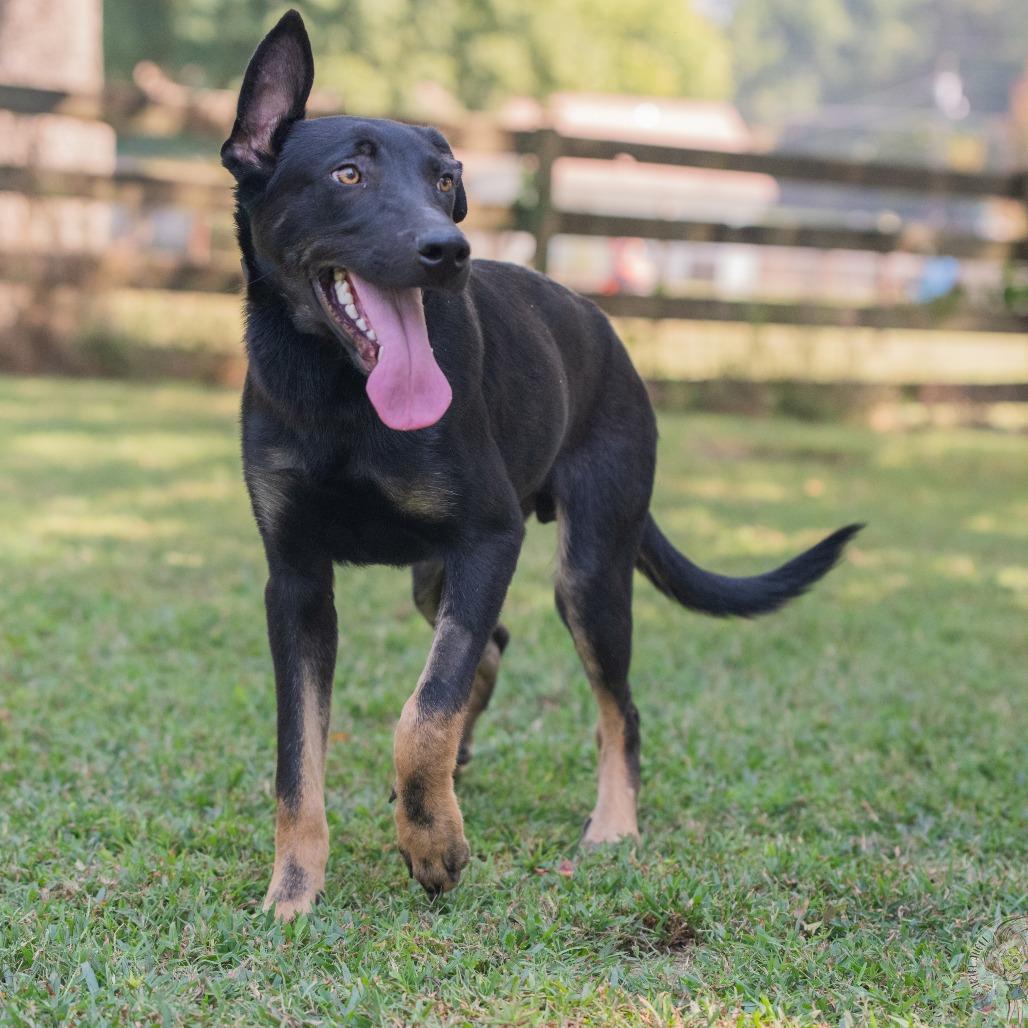 Enlarge Rey (Formerly Rory), a Adoptable Mixed Breed in Bartlett, TN image 3/6