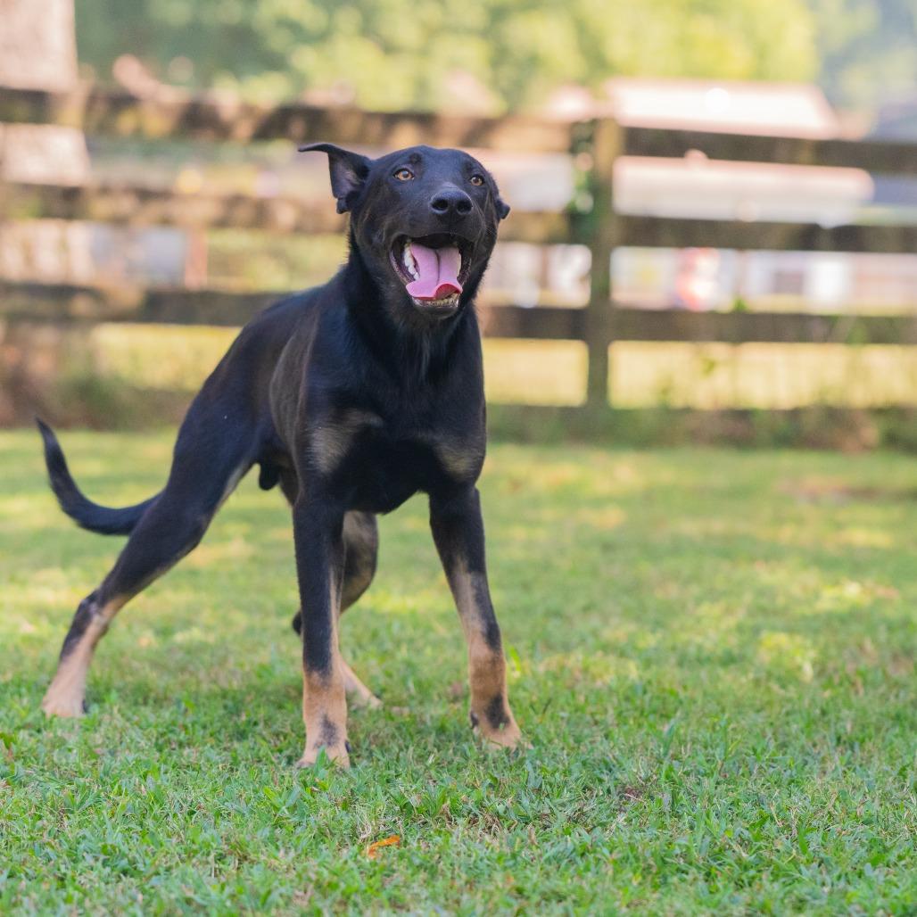 Enlarge Rey (Formerly Rory), a Adoptable Mixed Breed in Bartlett, TN image 4/6