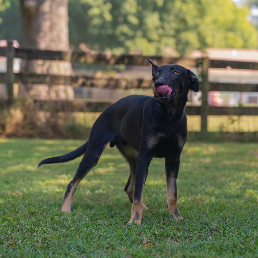 Enlarge Rey (Formerly Rory), a Adoptable Mixed Breed in Bartlett, TN image 5/6