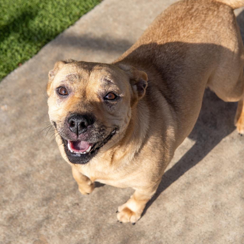 Sophie, Adoptable, Adult Female Shepherd & Mixed Breed.