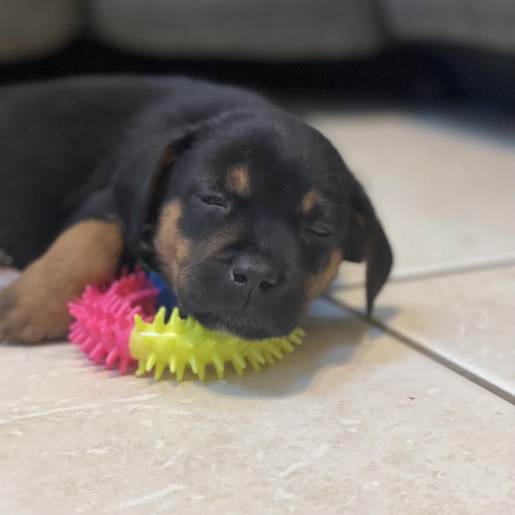 Phoebe, Adoptable, Puppy Female German Shepherd Dog & Labrador Retriever.