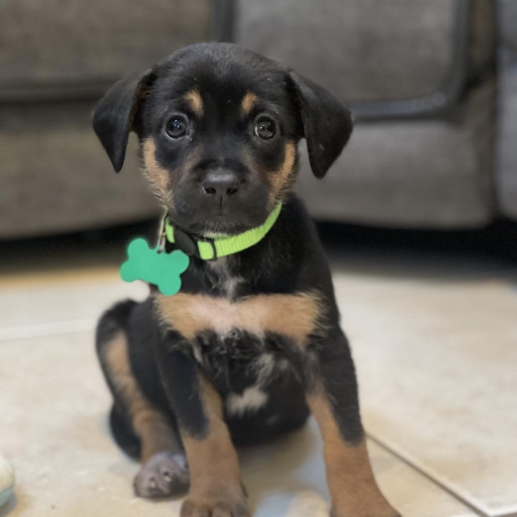 Enlarge Phoebe, a Adoptable mixed breed in Kissimmee, FL image 2/3