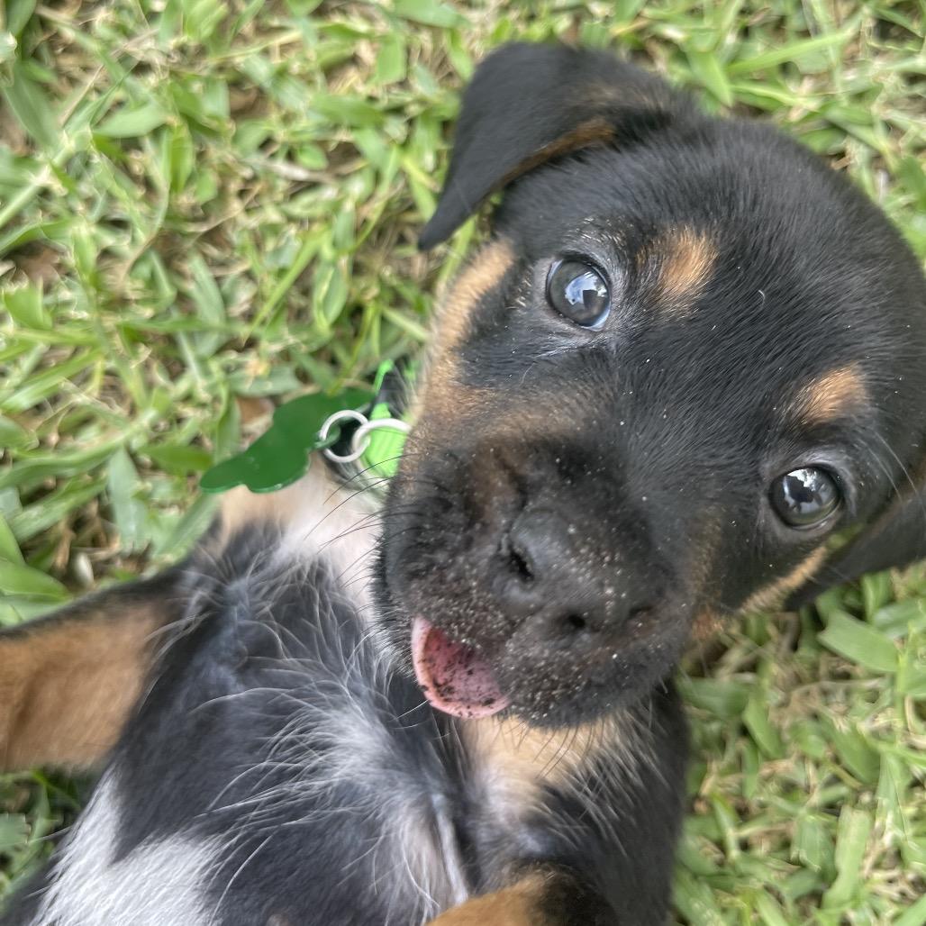 Enlarge Phoebe, a Adoptable mixed breed in Kissimmee, FL image 3/3