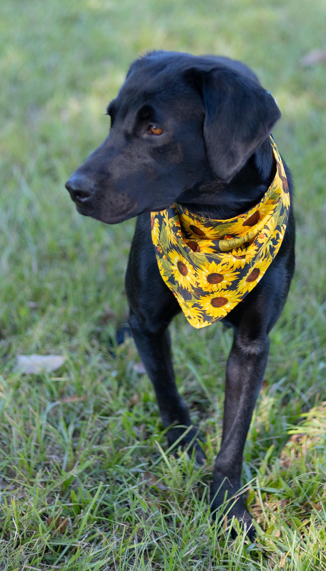 Ellie, Adopted, Young Female Black Labrador Retriever.