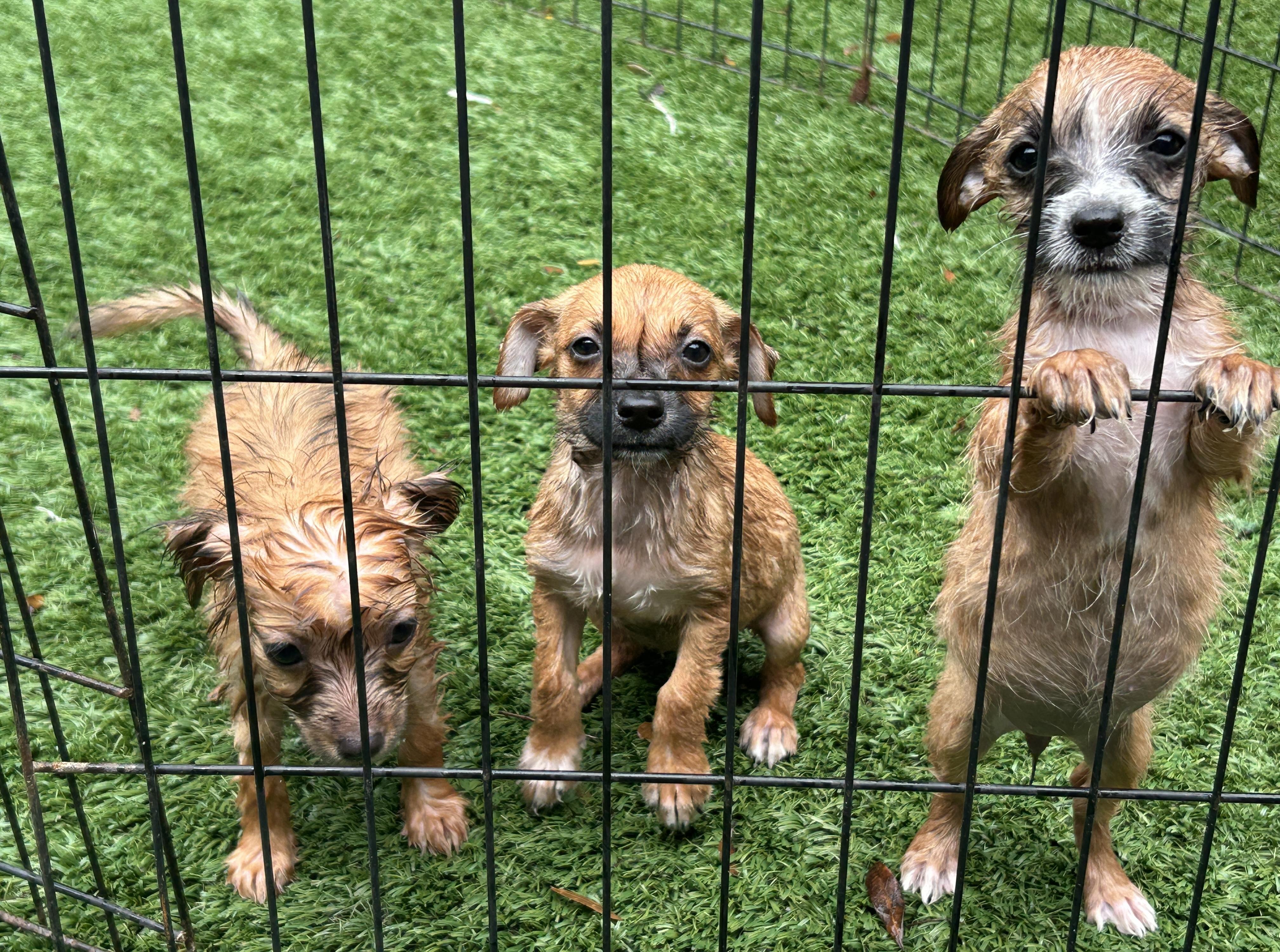 Trecie, a ADOPTABLE mixed breed in Sarasota, FL image 2/3
