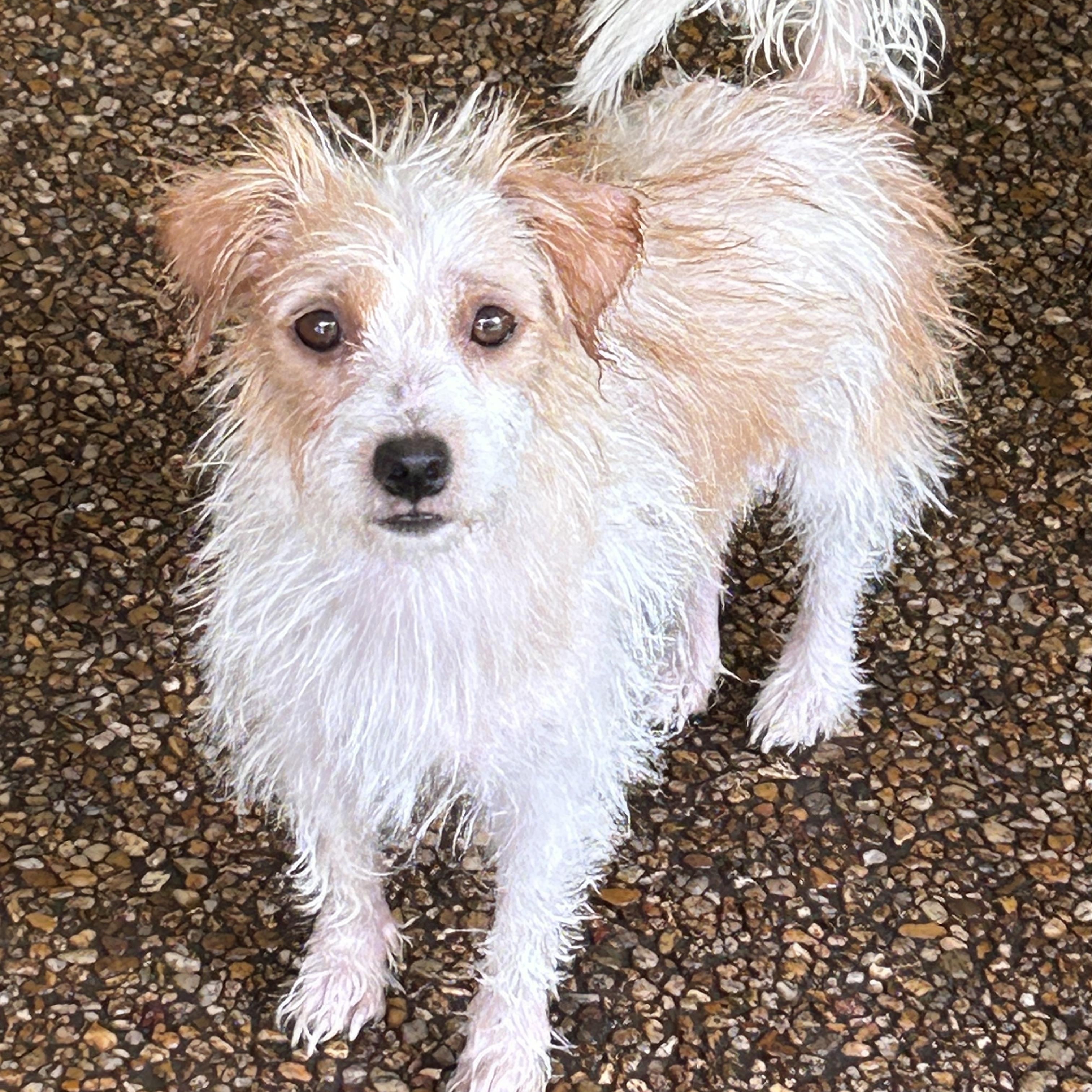 Trecie, ADOPTABLE, Young Male Chihuahua.