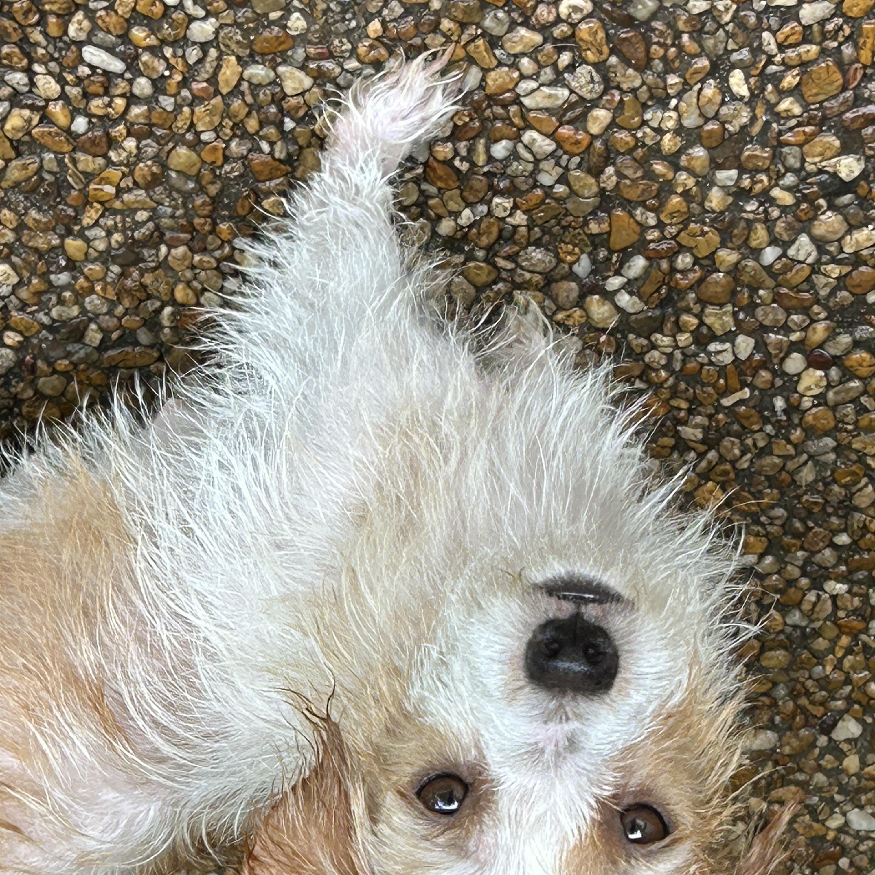 Trecie, a ADOPTABLE mixed breed in Sarasota, FL image 3/3