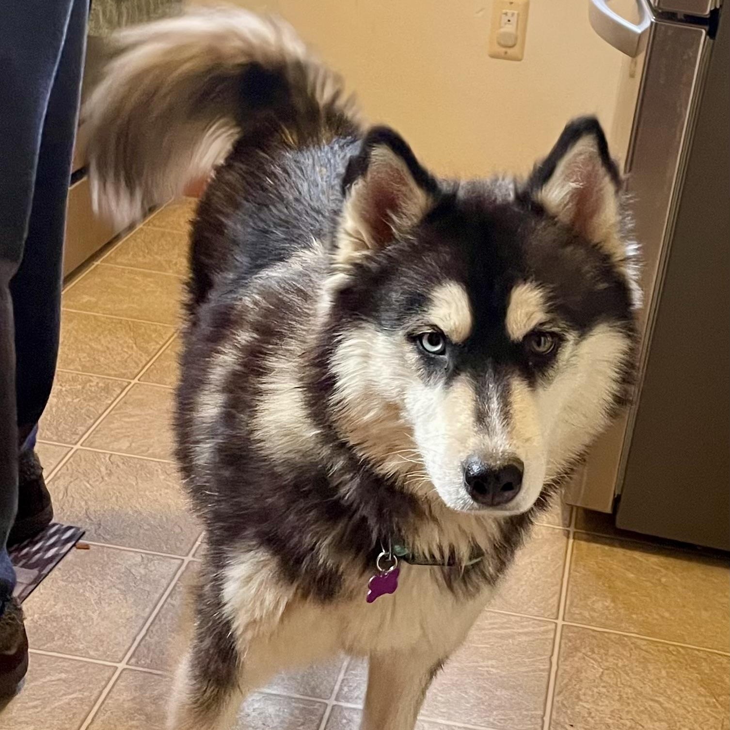 Tundra, ADOPTABLE, Young Female Husky.