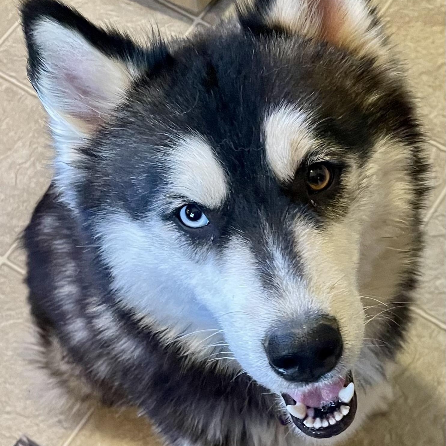 Enlarge Tundra, a ADOPTABLE Husky in High View, WV image 5/6