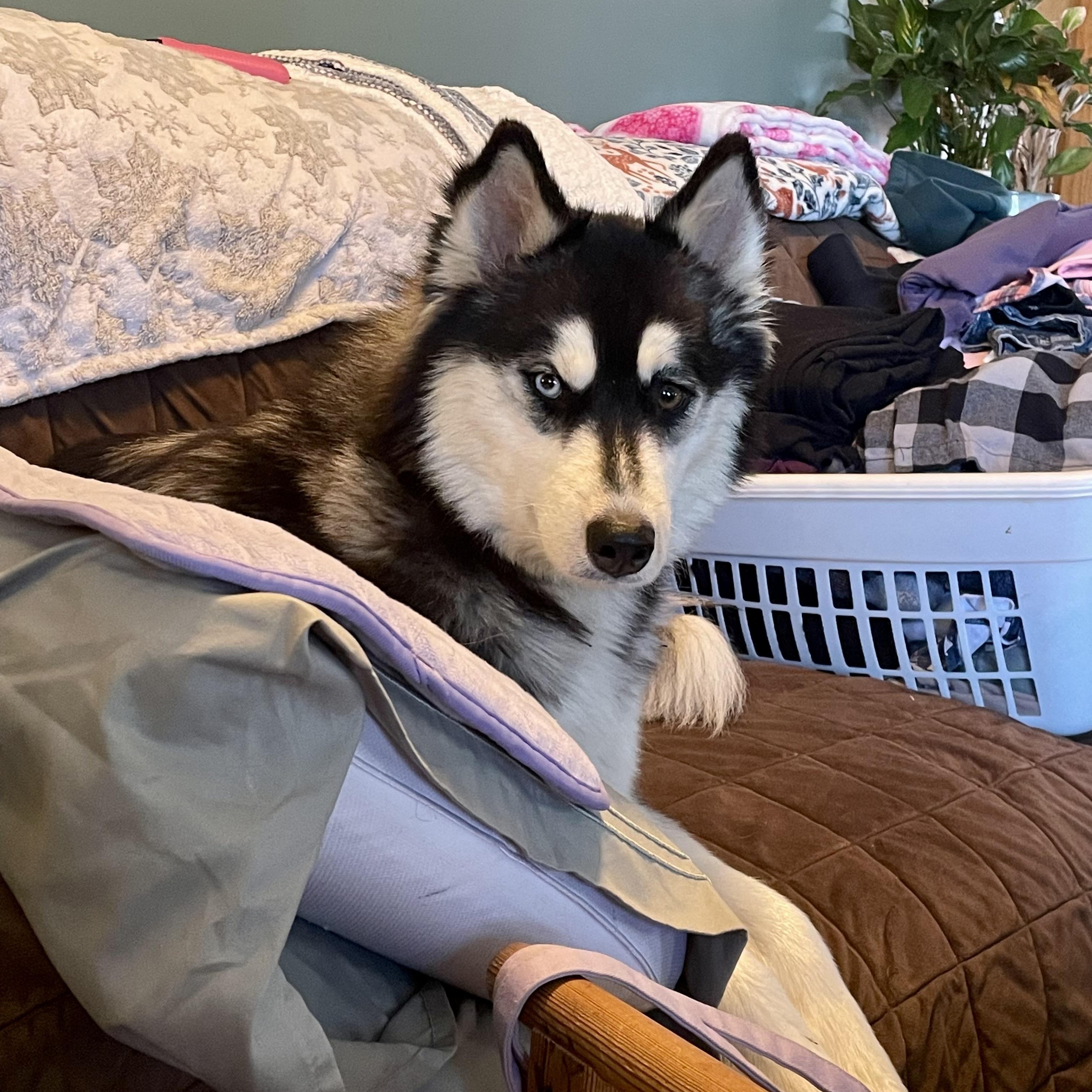 Enlarge Tundra, a ADOPTABLE Husky in High View, WV image 2/6