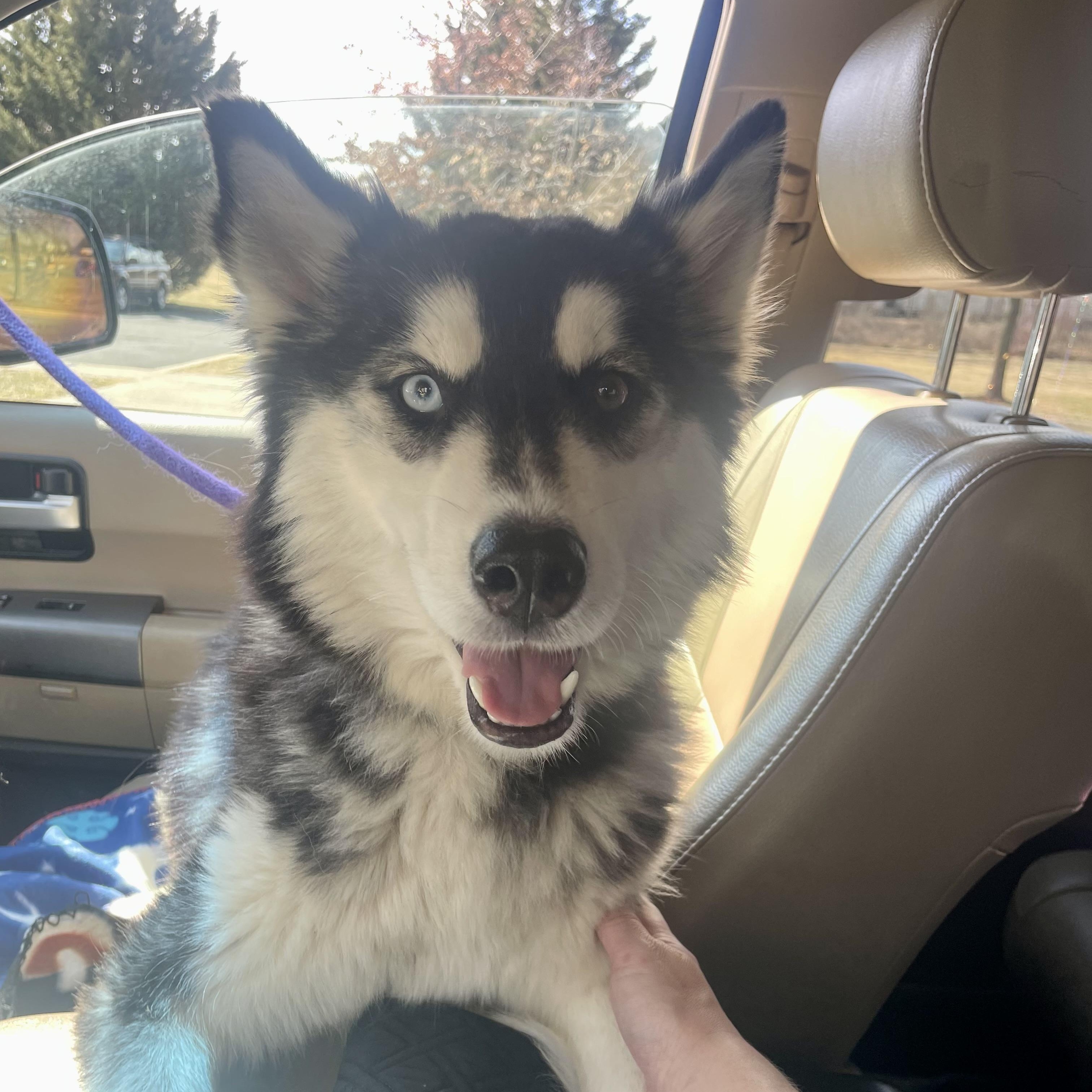 Enlarge Tundra, a ADOPTABLE Husky in High View, WV image 3/6